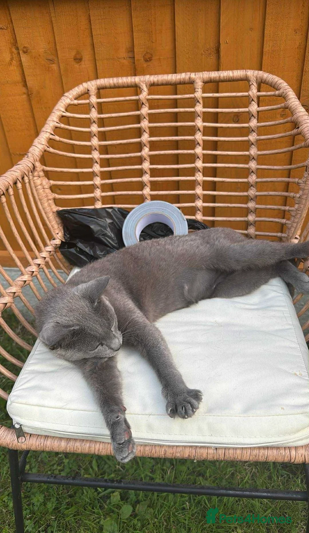 British Longhair cats for sale: British short-hair xxx - Advert 15