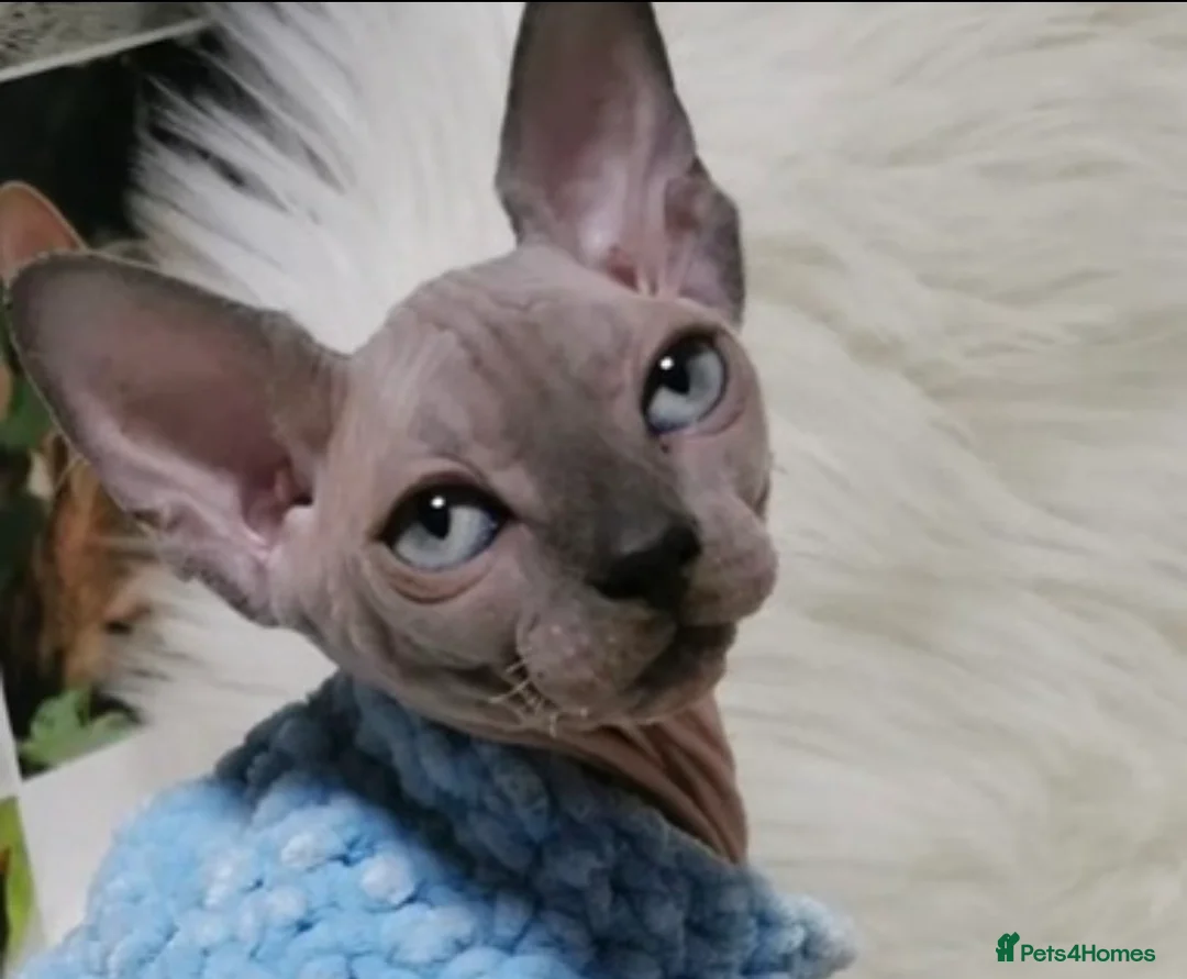 Sphynx cats for sale: Amazing Sphynx & Elf Kittens  - Advert 26