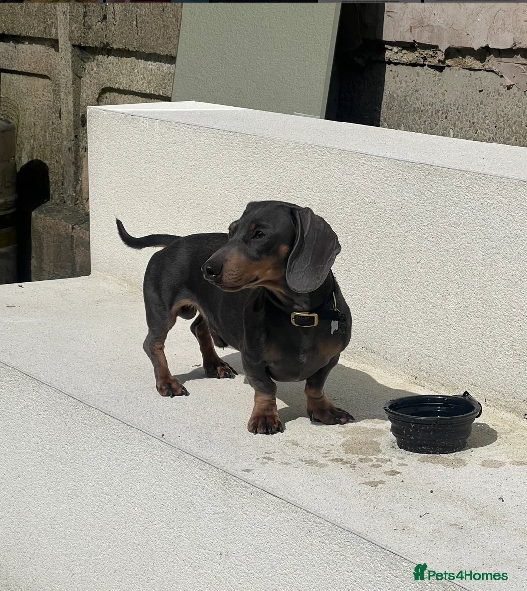 Miniature Dachshund dogs for stud: 🐾HUGO THE BOSS (KC REG & PRA CLEAR) PROVEN STUD🐾 in Manchester - Advert 33