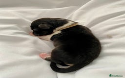 Australian Shepherd dogs for sale: Miss Julie Duckworth - Image 9