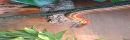 Corn Snake reptiles for sale: Young Male Cornsnake  - Advert 1