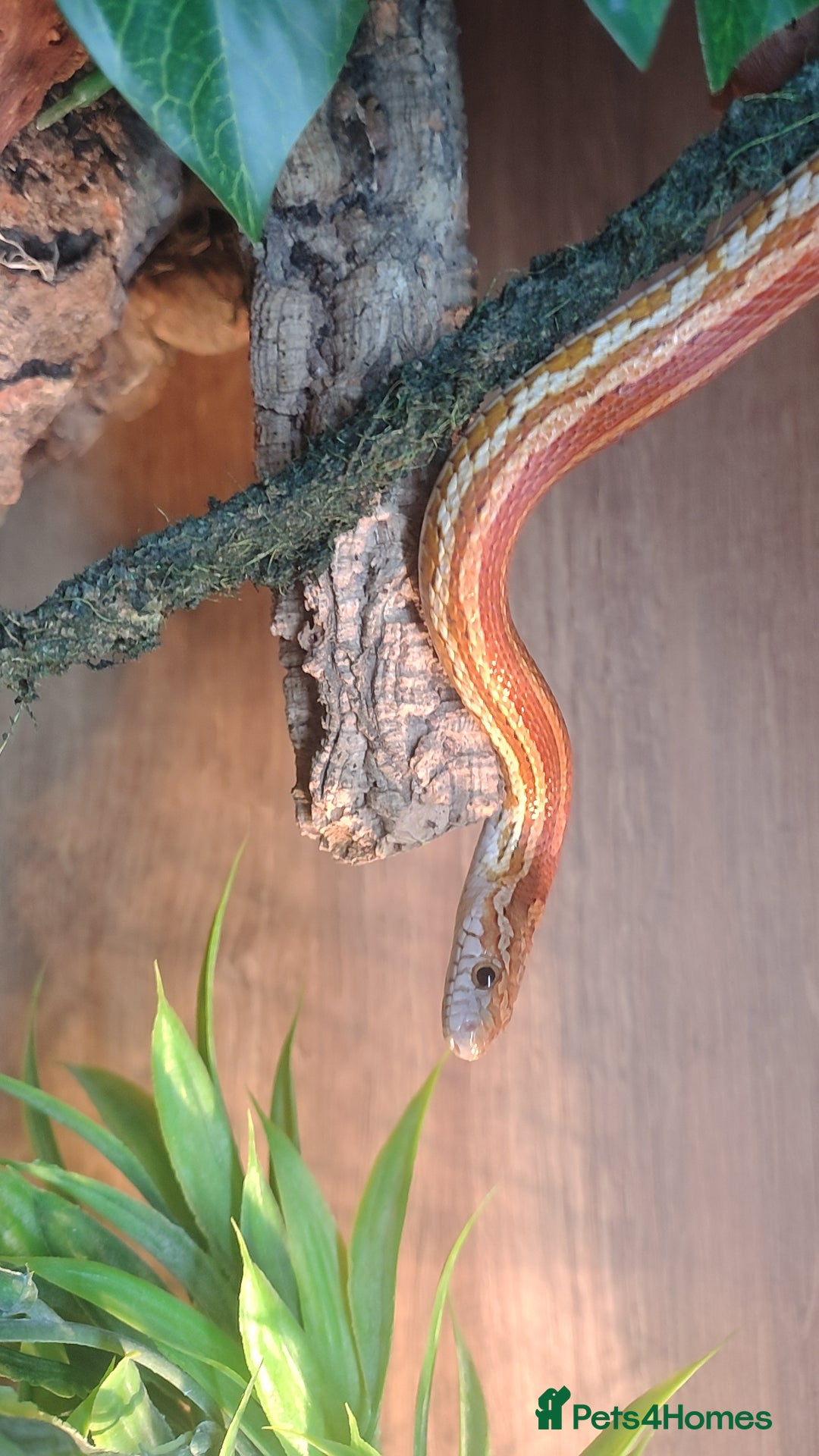 Corn Snake reptiles for sale: Young Male Cornsnake  - Advert 1