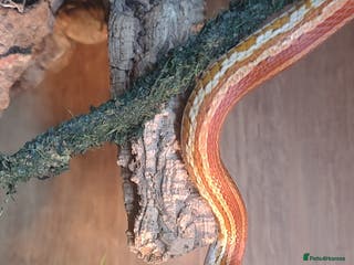Corn Snake reptiles Young Male Cornsnake - Advert 3