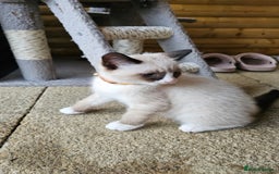 Mixed Breed cats for sale: Mostly white boy cat  - Image 3