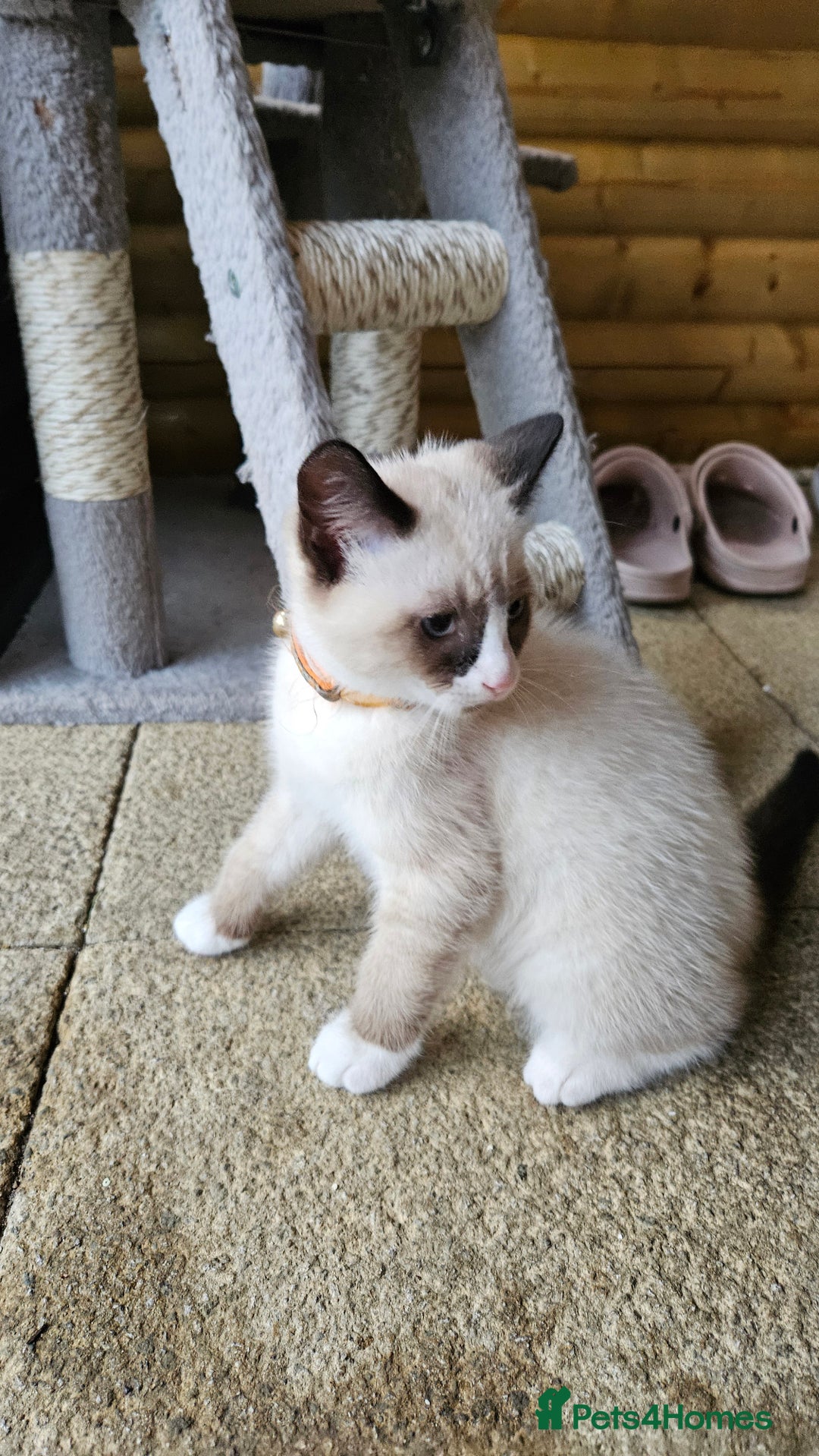 Mixed Breed cats for sale: Mostly white boy cat  - Image 3