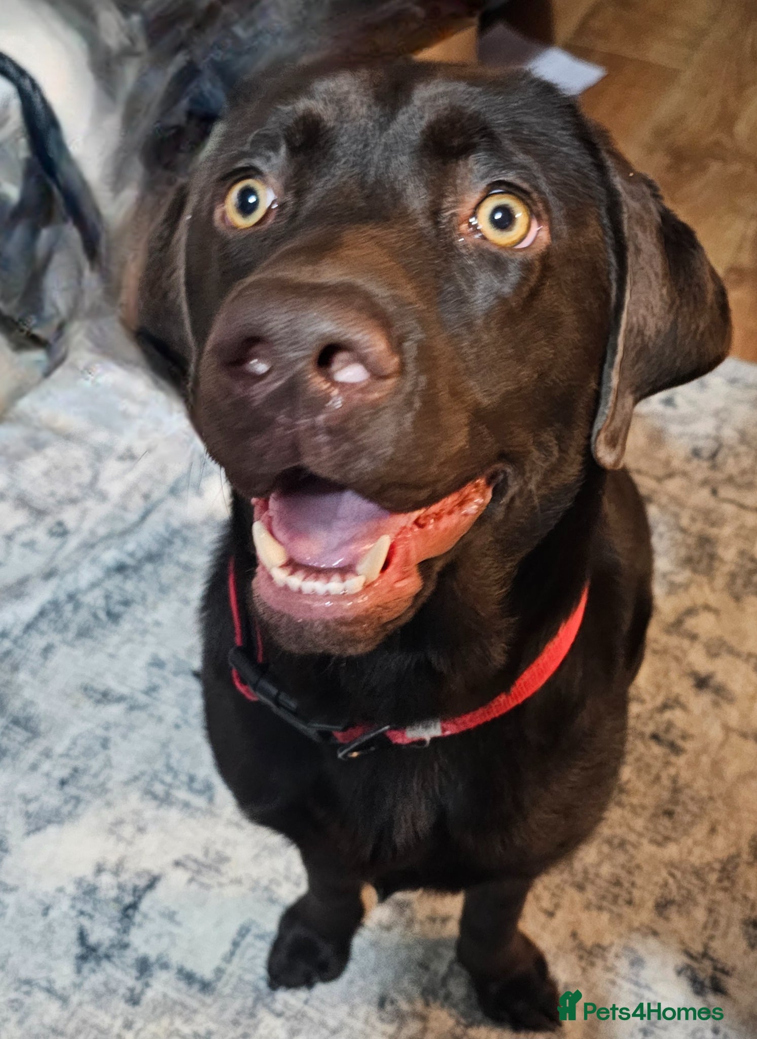 Labrador Retriever dogs Handsome Rolo - Advert 1