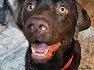 Labrador Retriever dogs Handsome Rolo - Advert 8