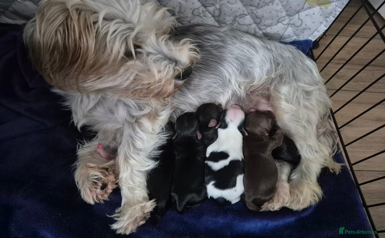 Biewer Terrier dogs - Advert 1