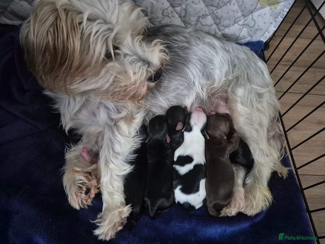 Biewer Terrier dogs for sale: Biewier terrier  - Image 1