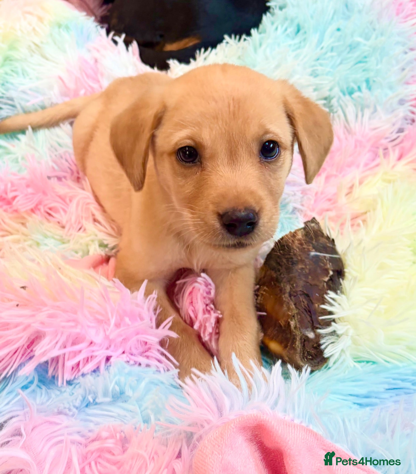 Labrador Retriever dogs for sale: Final boy health/C vaccinated pedigree KC Reg labs - Advert 3