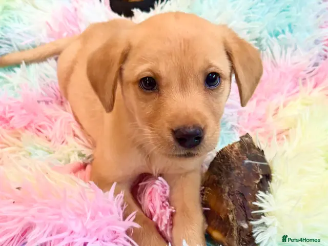 Labrador Retriever dogs for sale: 1 girl 1 boy to meet. Health vet checked KC REG - Advert 1