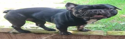French Bulldog dogs for sale: Two male French Bulldogs, 2 years old. in Runcorn - Advert 9