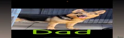 German Shepherd dogs for sale: Ready to leave NOW! 2 outstanding GSD puppies - Advert 10