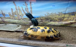 Tortoise reptiles for sale: Horsfield Tortoise  - Image 2