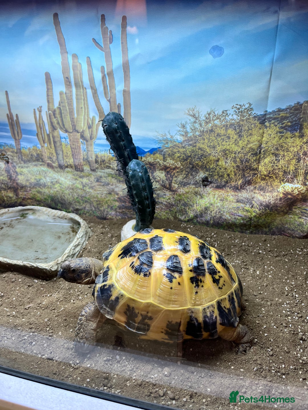 Tortoise reptiles for sale: Horsfield Tortoise  - Image 2