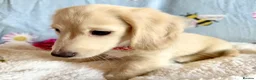 Miniature Dachshund dogs for sale: Cream long haired kc ready to go now - Advert 21