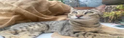 Savannah cats for sale: FULL PEDIGREE SAVANNAH girl KITTEN F5 SBT - Advert 5