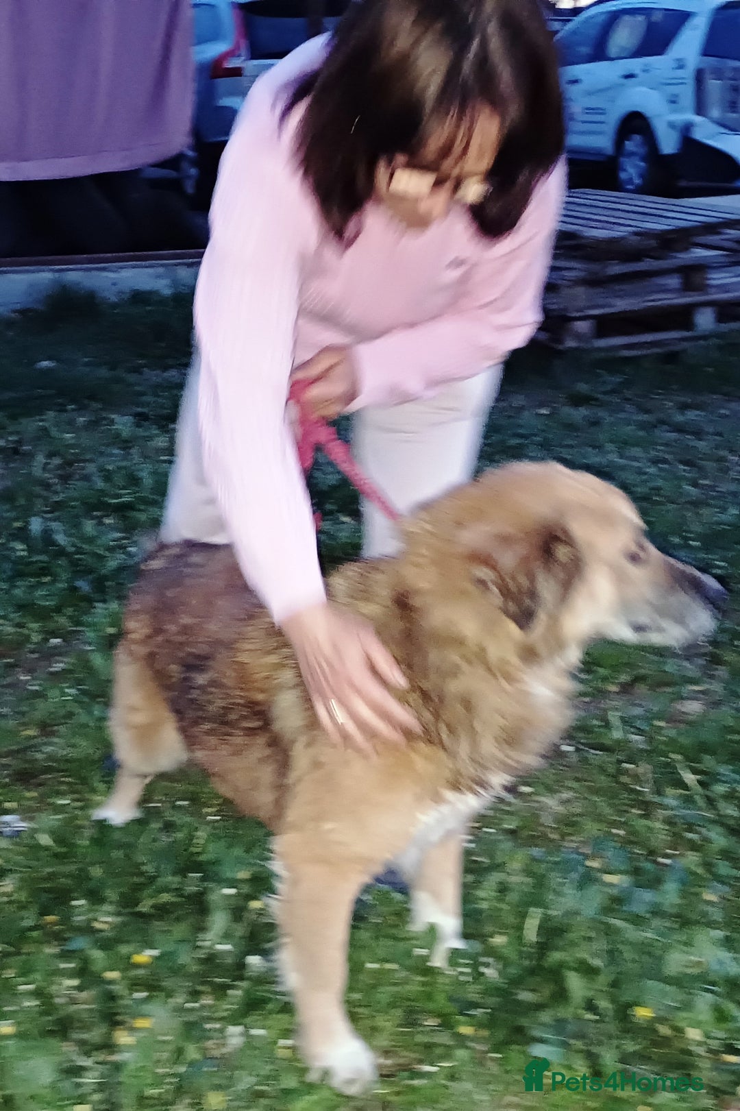 Mixed Breed dogs for adoption: BENNY - a loyal and gentle boy for a Loving Home - Image 2