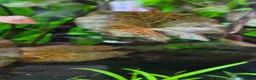 Other/Mixed Breed fish for sale: Fishtank complete with fish - Advert 3