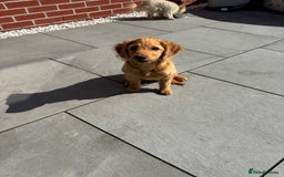 Cockapoo dogs for sale: Brown cockapoo pup  - Image 4
