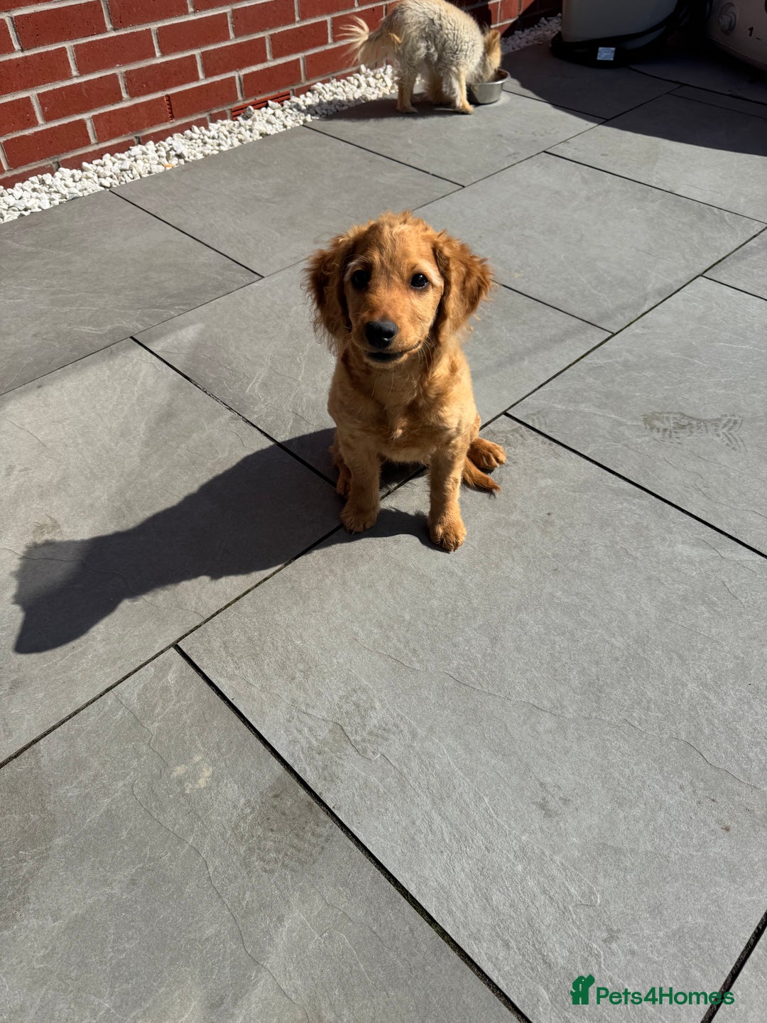 Cockapoo dogs for sale: Brown cockapoo pup  - Image 4