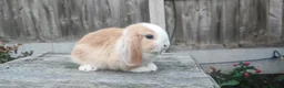 Mini Lop rabbits for sale: Minilop bunnies and Adult Female  - Advert 4