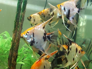 Angelfish fish Koi & Golden Marble Angelfish - Advert 4