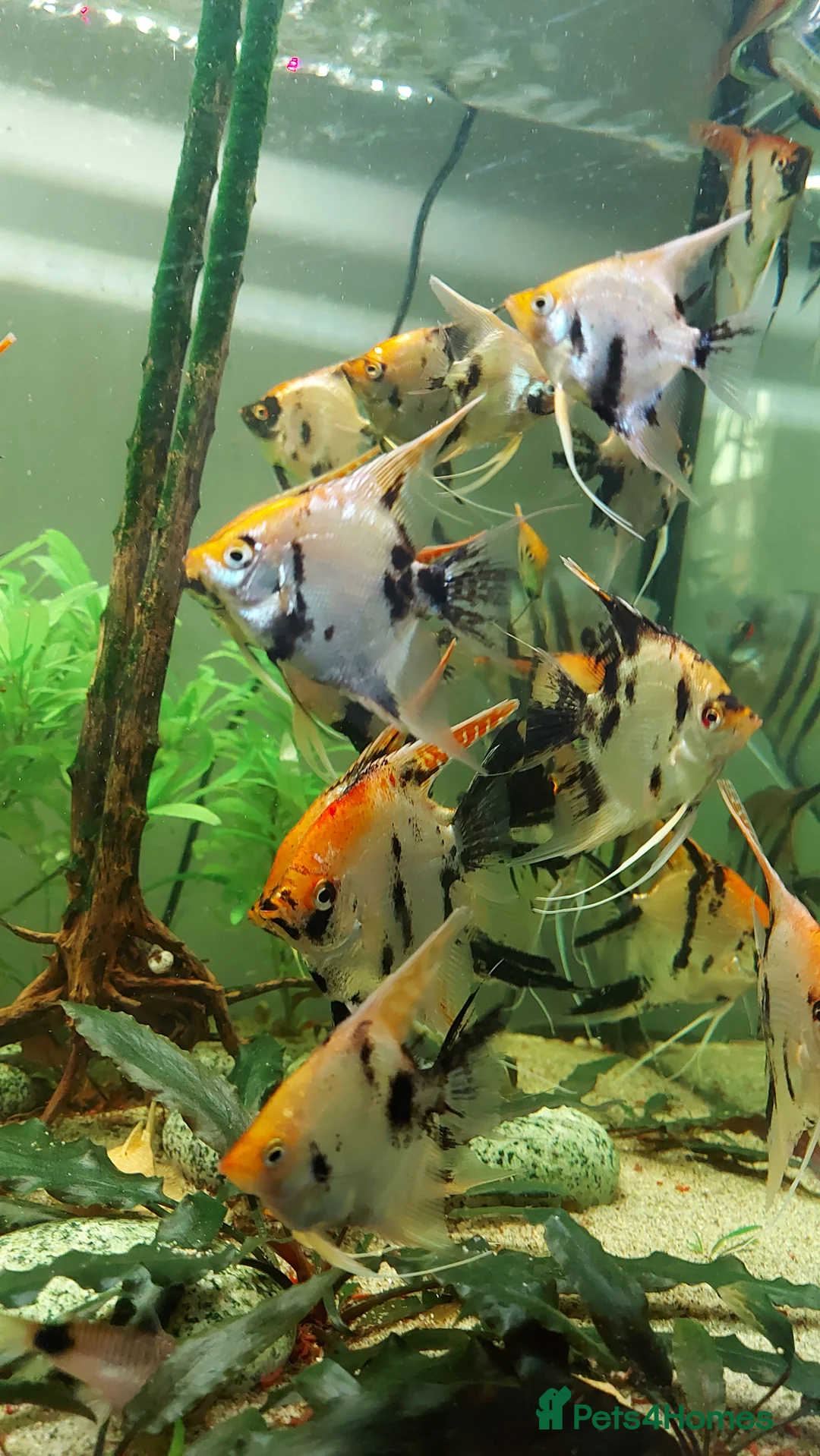 Angelfish fish for sale: Koi & Golden Marble Angelfish - Advert 5