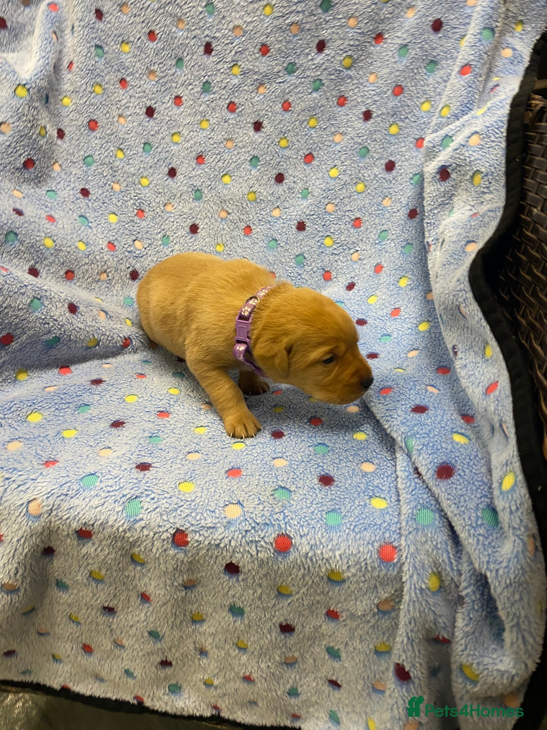 Labrador Retriever dogs for sale: Stunning Litter from working parents KC reg - Image 20