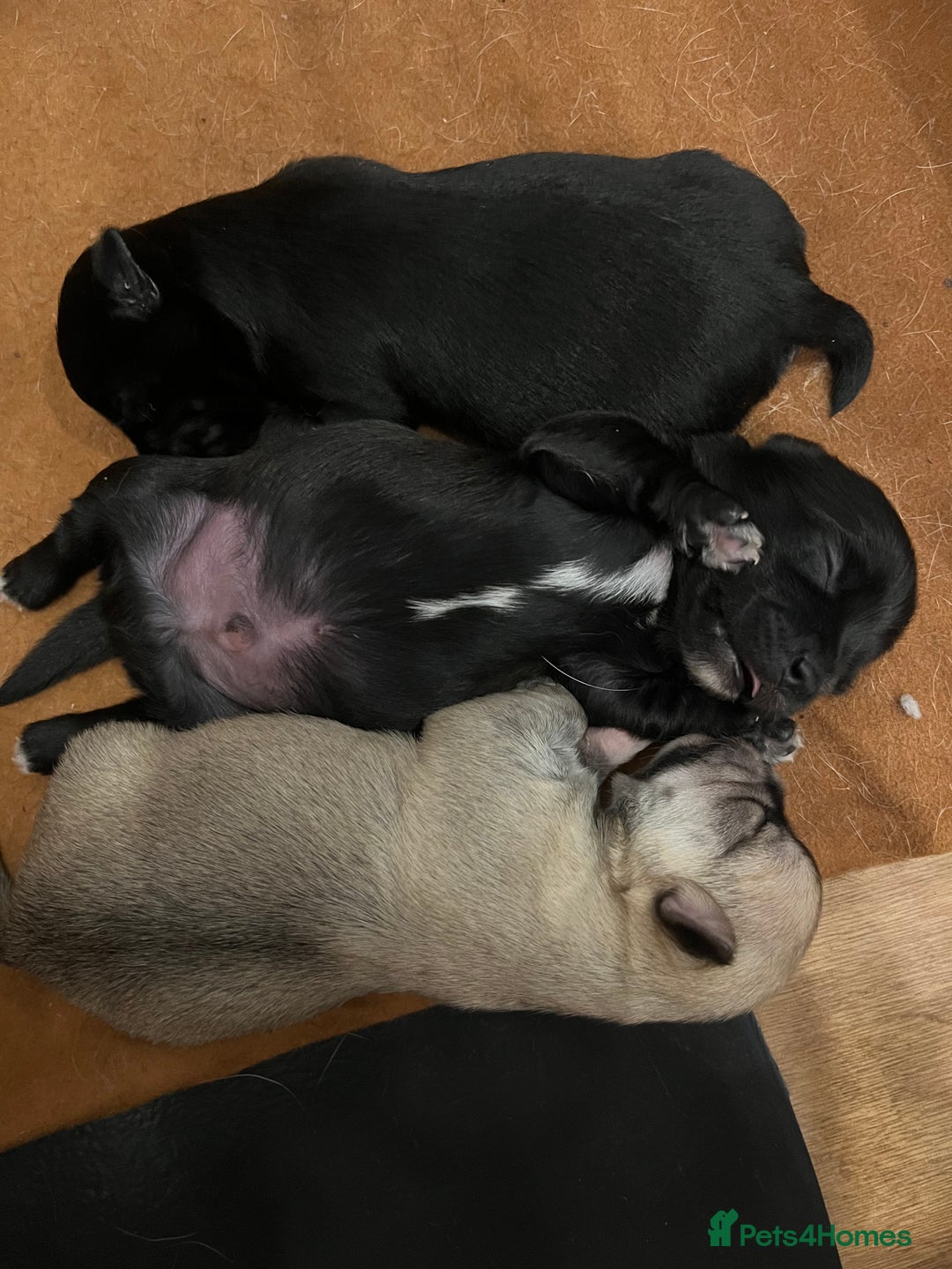 Mixed Breed dogs for sale: Malchi pups available  - Advert 11