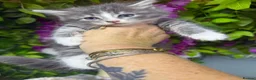 Maine Coon cats for sale: Mainecoons  - Advert 1