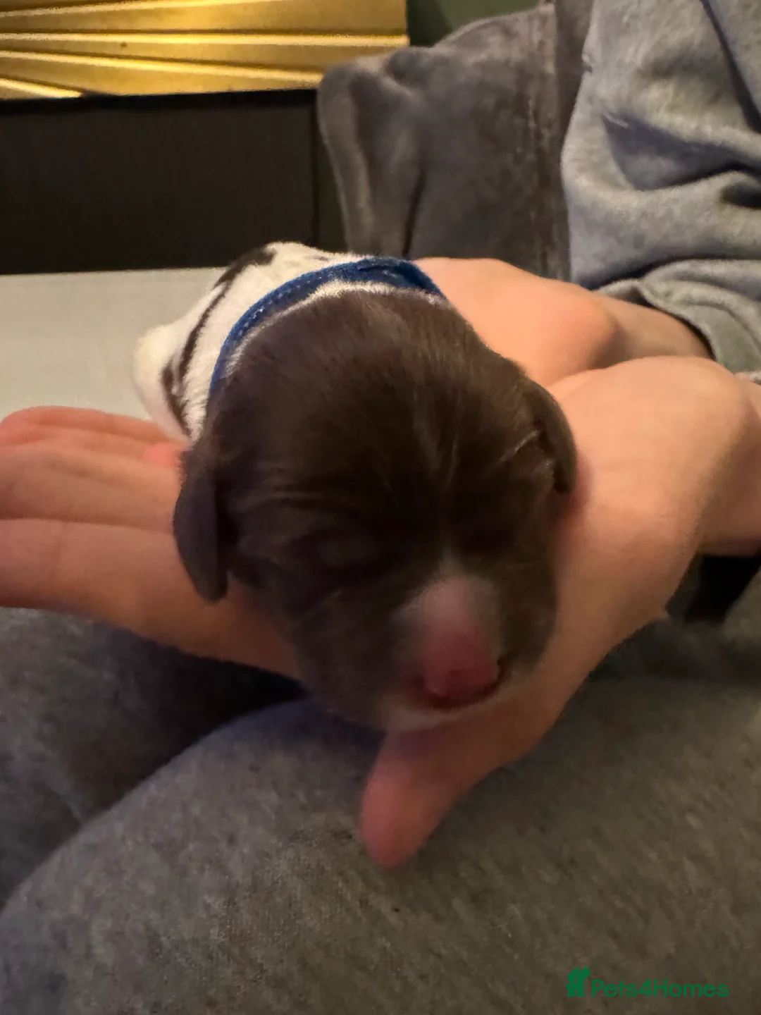 English Springer Spaniel dogs for sale: Adorable KC Registered Springer Spaniel Puppies - Advert 4