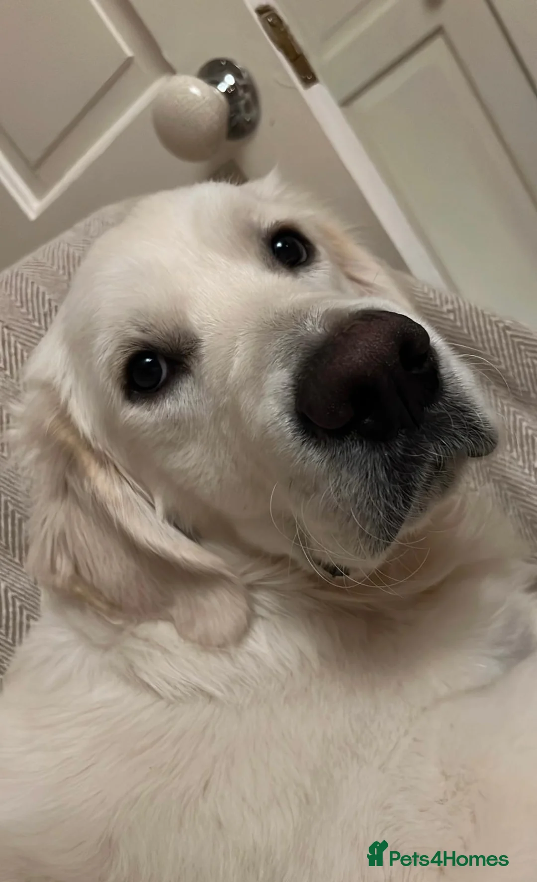 Golden Retriever dogs for sale: February Litter Announcement  - Advert 15