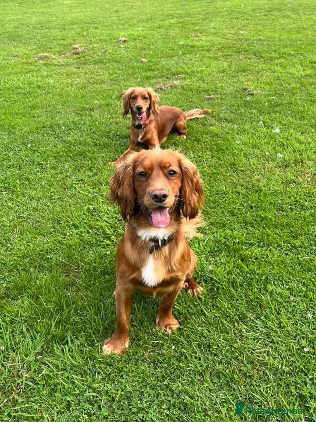 Cocker Spaniel dogs for sale: Beautiful littler of working cocker spaniels 😍 - Advert 1