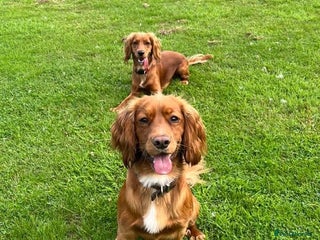 Cocker Spaniel dogs Beautiful littler of working cocker spaniels 😍 - Advert 18