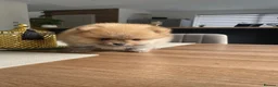 Pomeranian dogs for sale: Pomeranian puppies for sale - Advert 5