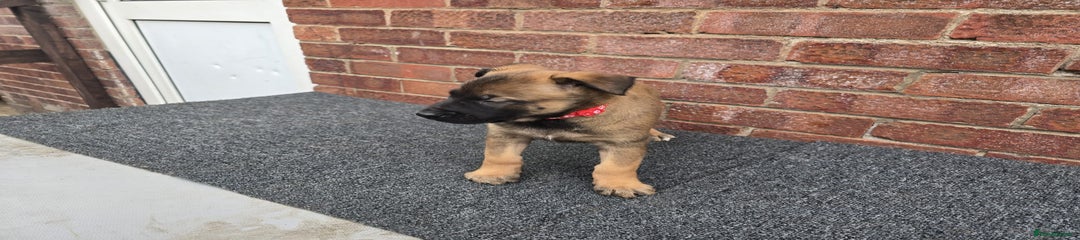 Belgian Shepherd Dog Puppy 2