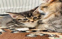 Domestic Shorthair cats for sale: 4 little Cats.  - Image 7