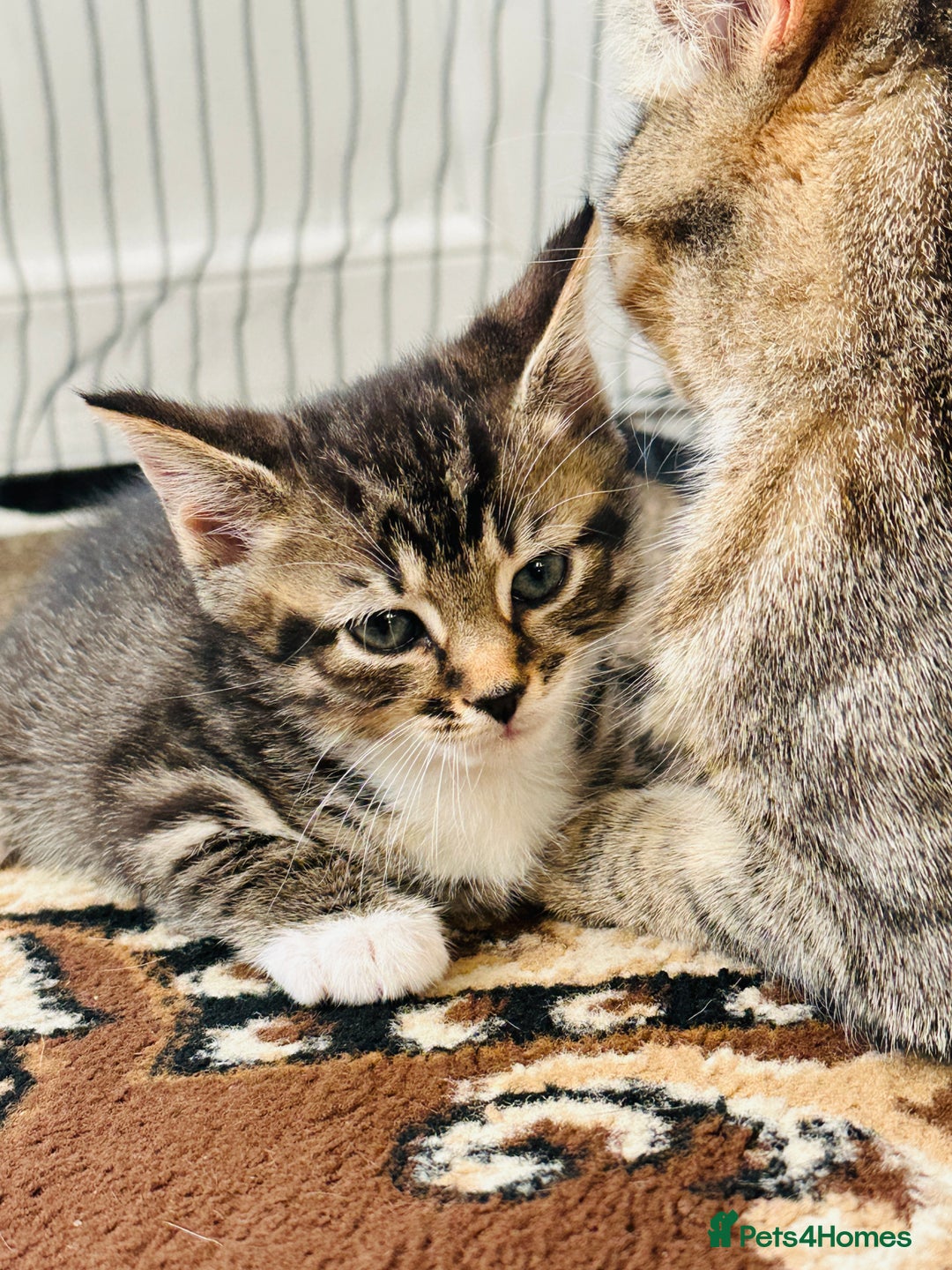 Domestic Shorthair cats for sale: 4 little Cats.  - Image 7
