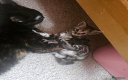Mixed Breed cats for sale: 5 beautiful kittens - Image 6