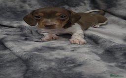Miniature Dachshund dogs for sale: Miniature dachshund puppies KC Reg 1 boy left - Image 5