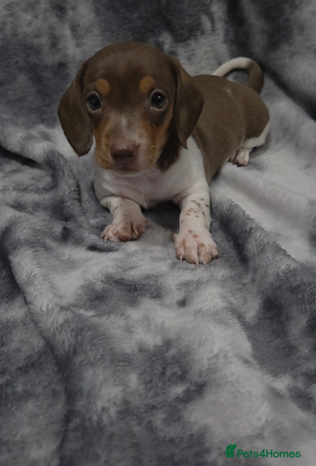 Miniature Dachshund dogs for sale: Miniature dachshund puppies KC Reg 1 boy left - Image 5
