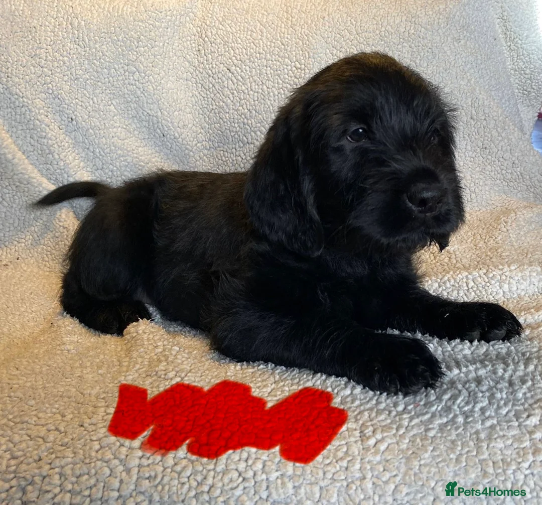 Mixed Breed dogs for sale: Labrador pups ready now  - Advert 9