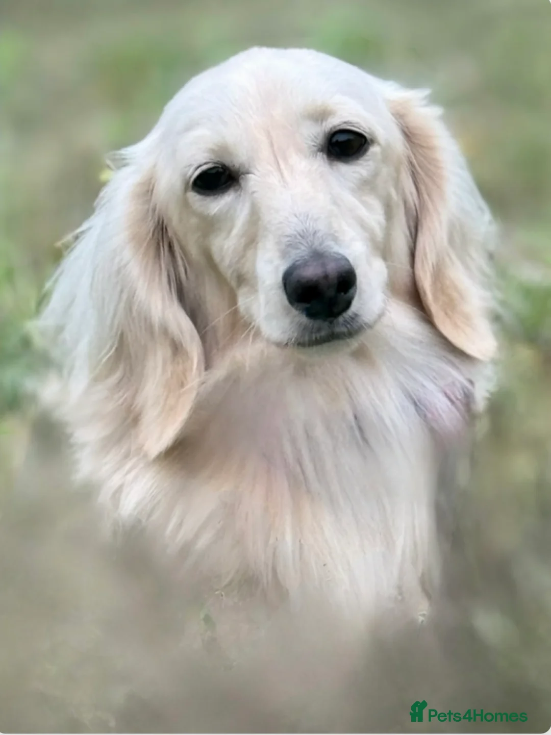 Miniature Dachshund dogs for stud: True Pure English Cream longhaired (ee ii DYDY ss) - Advert 1