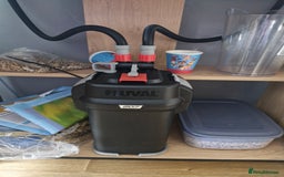 Turtle reptiles for sale: 2 musk turtles and tank - Image 6