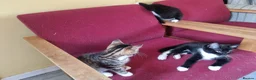 Mixed Breed cats for sale: Playful beautiful 😍 kittens, ready to go £50.  - Advert 5