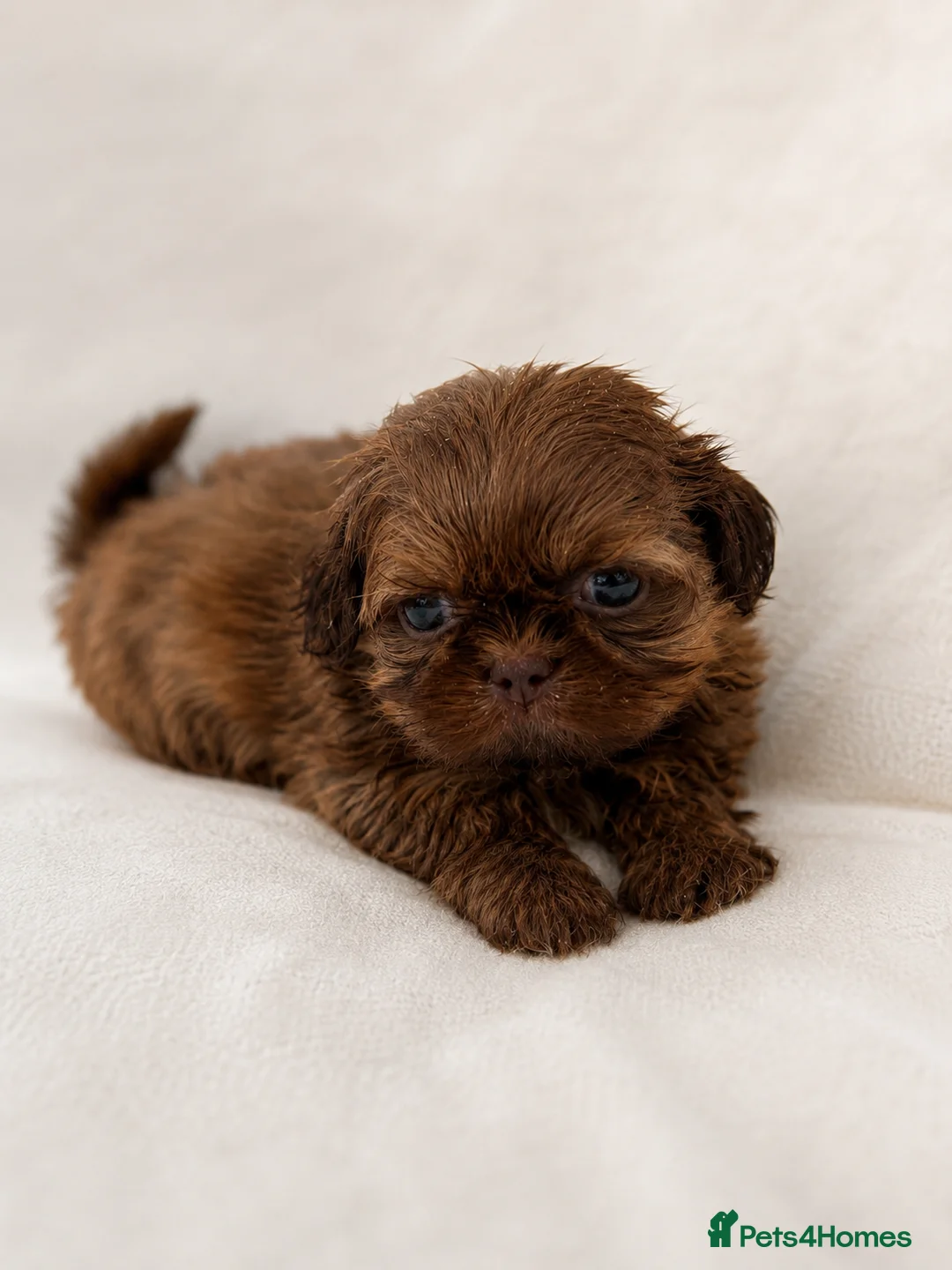 Shih Tzu dogs for sale: Last Boy Health Tested KC Registered  - Advert 1