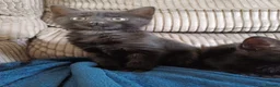 Mixed Breed cats for sale: 2 beautiful kittens 8 weeks old  - Advert 2