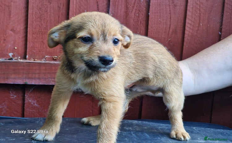 Mixed Breed dogs - Advert 8
