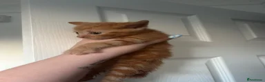 Mixed Breed 1